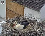 Capi_Dubne_20260508_165002.jpg