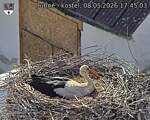 Capi_Dubne_20260508_174503.jpg