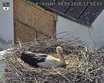 Capi_Dubne_20260508_175002.jpg