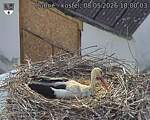 Capi_Dubne_20260508_180003.jpg