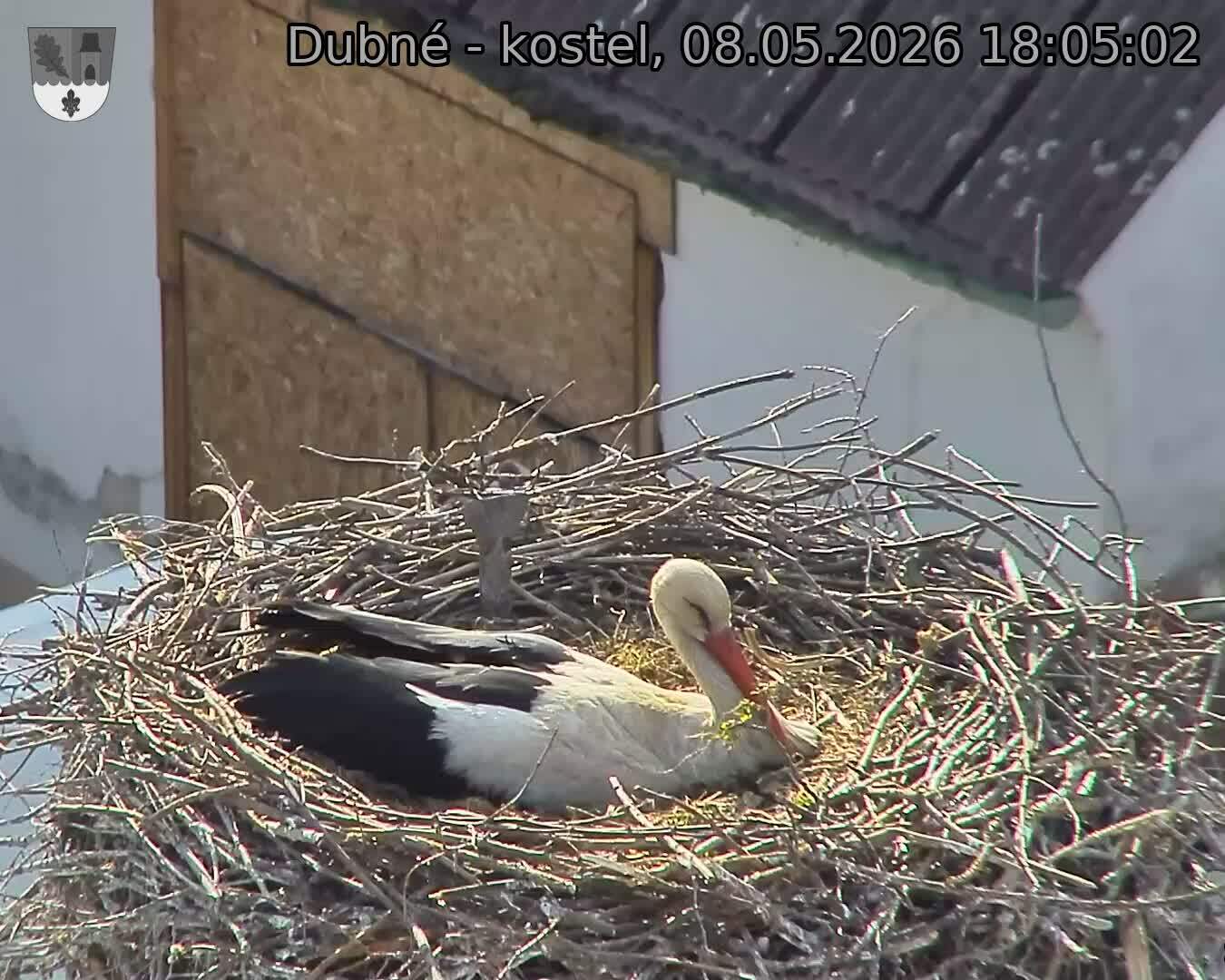 Capi_Dubne_20260508_180502.jpg (1350&nbsp;x&nbsp;1080)