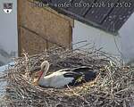 Capi_Dubne_20260508_182503.jpg