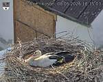 Capi_Dubne_20260508_183503.jpg