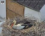Capi_Dubne_20260508_184003.jpg