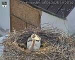 Capi_Dubne_20260508_192002.jpg