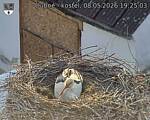 Capi_Dubne_20260508_192503.jpg