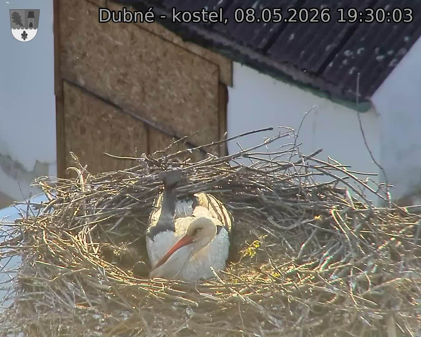 Capi_Dubne_20260508_193003.jpg (1350&nbsp;x&nbsp;1080)