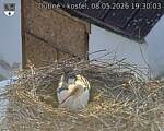 Capi_Dubne_20260508_193003.jpg