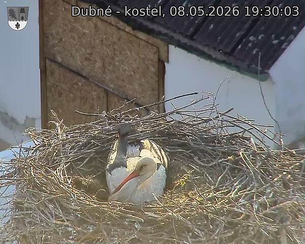 Capi_Dubne_20260508_193003.jpg (1350&nbsp;x&nbsp;1080)