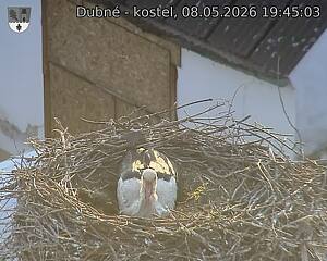 Capi_Dubne_20260508_194503.jpg (1350&nbsp;x&nbsp;1080)