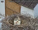 Capi_Dubne_20260508_200003.jpg