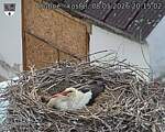 Capi_Dubne_20260508_201502.jpg