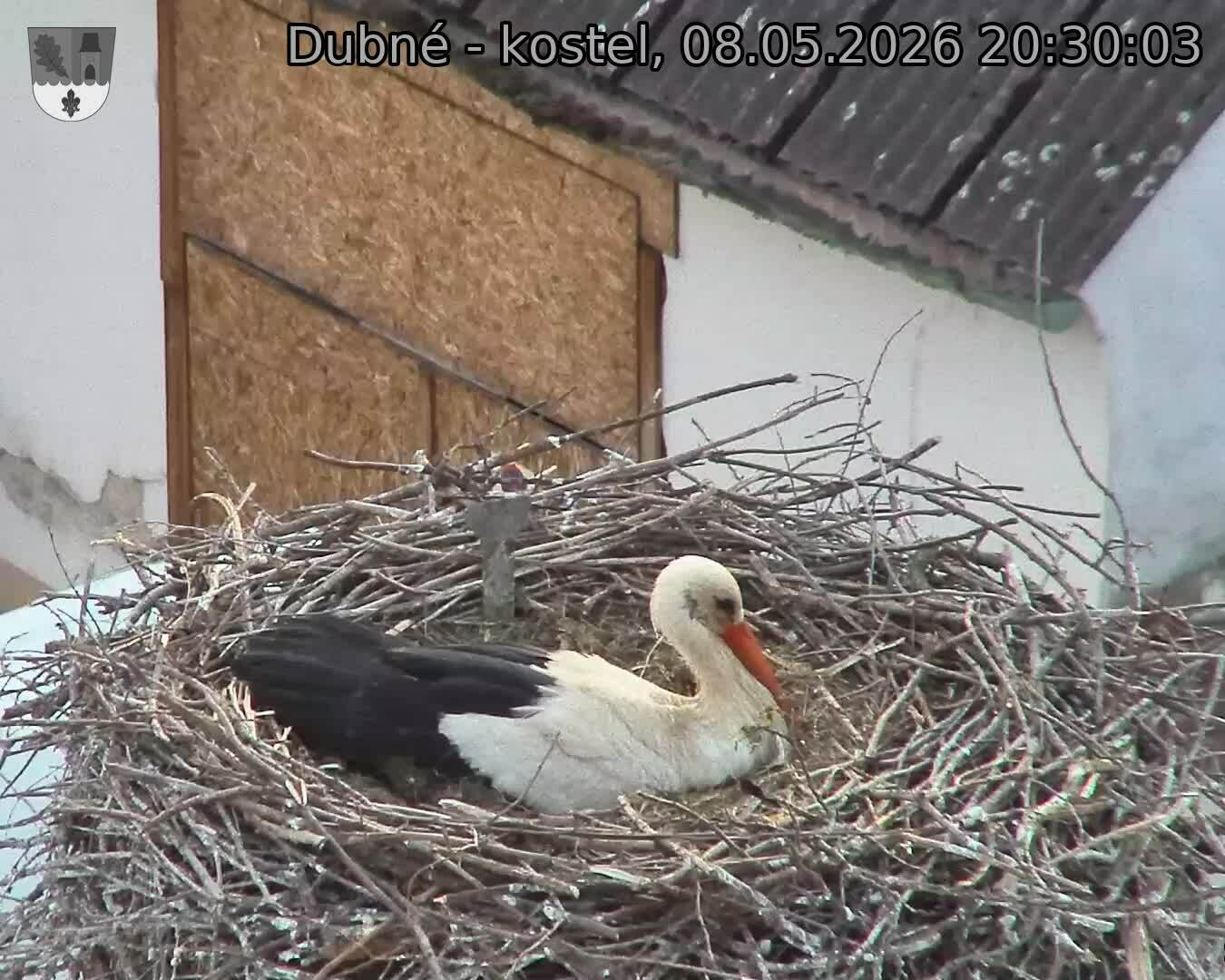 Capi_Dubne_20260508_203003.jpg (1350&nbsp;x&nbsp;1080)