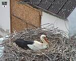Capi_Dubne_20260508_203003.jpg