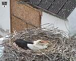 Capi_Dubne_20260508_204002.jpg