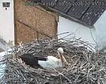 Capi_Dubne_20260508_204503.jpg
