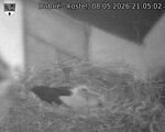 Capi_Dubne_20260508_210502.jpg