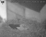 Capi_Dubne_20260508_211003.jpg