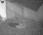 Capi_Dubne_20260508_212003.jpg