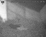 Capi_Dubne_20260508_215002.jpg