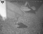 Capi_Dubne_20260509_000503.jpg