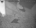 Capi_Dubne_20260509_003502.jpg