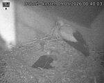 Capi_Dubne_20260509_004003.jpg
