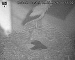 Capi_Dubne_20260509_005502.jpg
