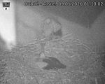 Capi_Dubne_20260509_011002.jpg