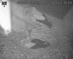 Capi_Dubne_20260509_013003.jpg