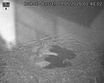 Capi_Dubne_20260509_014002.jpg