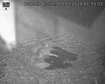 Capi_Dubne_20260509_015502.jpg