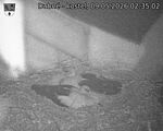 Capi_Dubne_20260509_023502.jpg