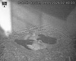 Capi_Dubne_20260509_024003.jpg