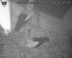 Capi_Dubne_20260509_024502.jpg