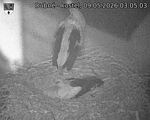 Capi_Dubne_20260509_030503.jpg
