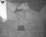 Capi_Dubne_20260509_043002.jpg