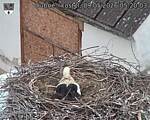 Capi_Dubne_20260509_052003.jpg