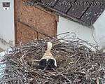 Capi_Dubne_20260509_052502.jpg