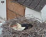 Capi_Dubne_20260509_053003.jpg