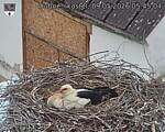 Capi_Dubne_20260509_054504.jpg