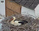 Capi_Dubne_20260509_055002.jpg
