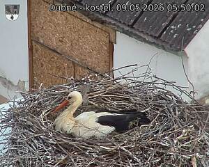 Capi_Dubne_20260509_055002.jpg (1350&nbsp;x&nbsp;1080)