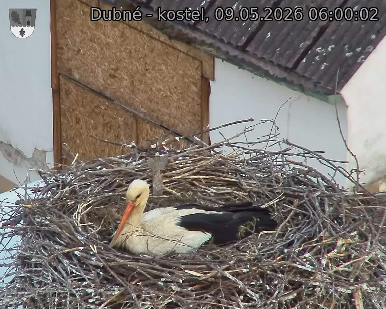 Capi_Dubne_20260509_060002.jpg (1350&nbsp;x&nbsp;1080)