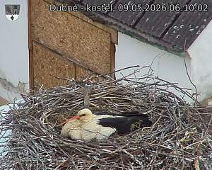 Capi_Dubne_20260509_061003.jpg (1350&nbsp;x&nbsp;1080)