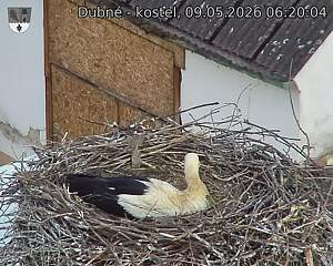 Capi_Dubne_20260509_062004.jpg (1350&nbsp;x&nbsp;1080)