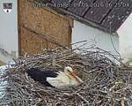 Capi_Dubne_20260509_062504.jpg