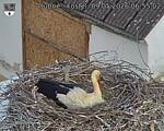 Capi_Dubne_20260509_065502.jpg