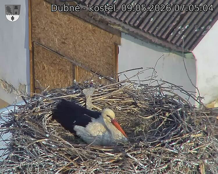 Capi_Dubne_20260509_070504.jpg (1350&nbsp;x&nbsp;1080)