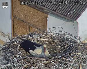 Capi_Dubne_20260509_072004.jpg (1350&nbsp;x&nbsp;1080)